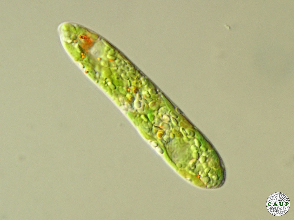 Image result for euglena gracilis