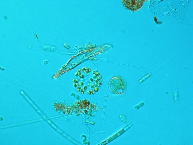 fytoplanktonhradanskhorybnka.jpg