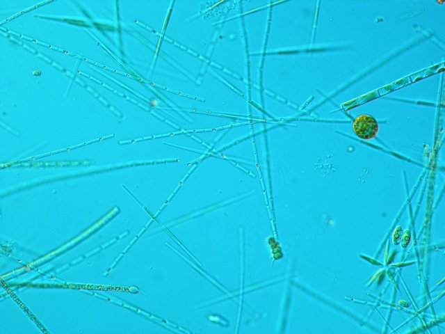 fytoplanktonnovozmeckhorybnka2.jpg