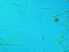 fytoplanktonnovozmeckhorybnka2_small.jpg
