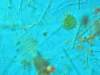 fytoplanktonnovozmeckhorybnka_small.jpg