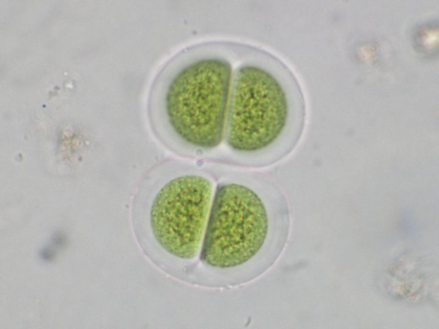 chroococcusturgidus.jpg