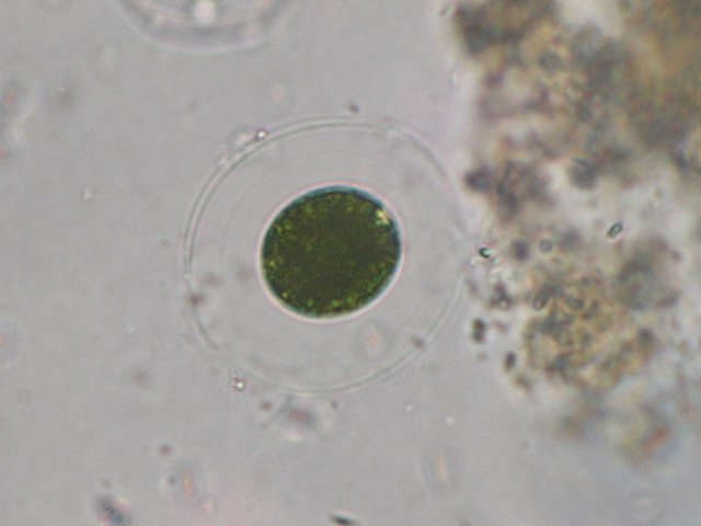 asterococcussuperbus.jpg