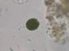 asterococcussuperbus_small.jpg