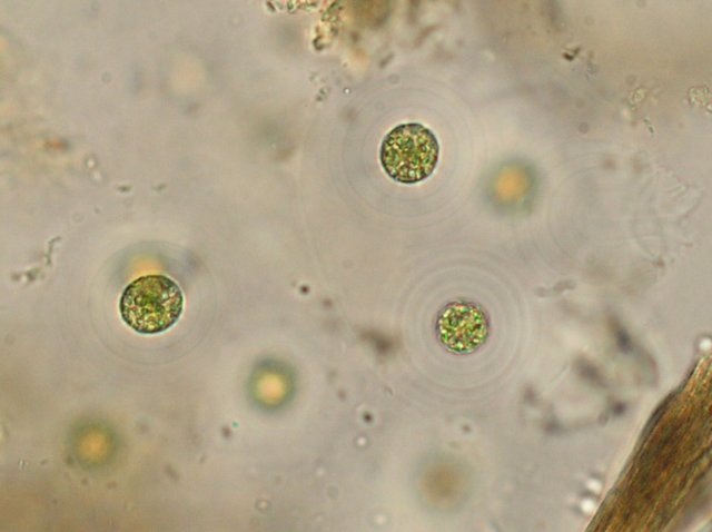 asterococcussuperbus.jpg