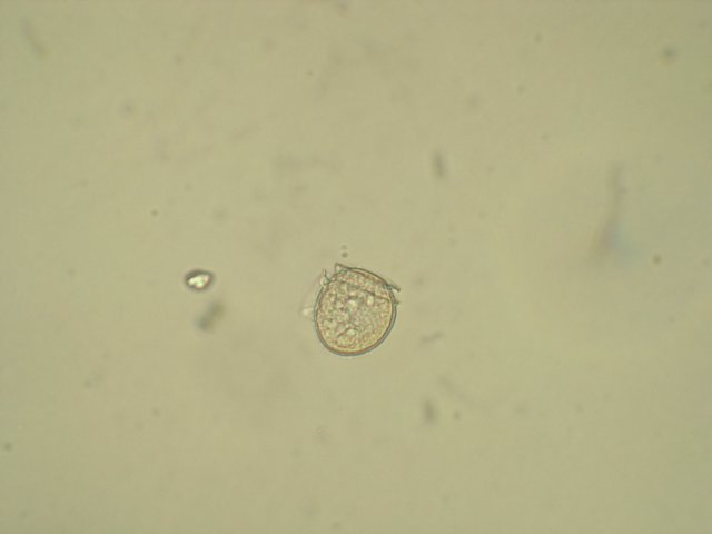 phalacromarotundatum2.jpg