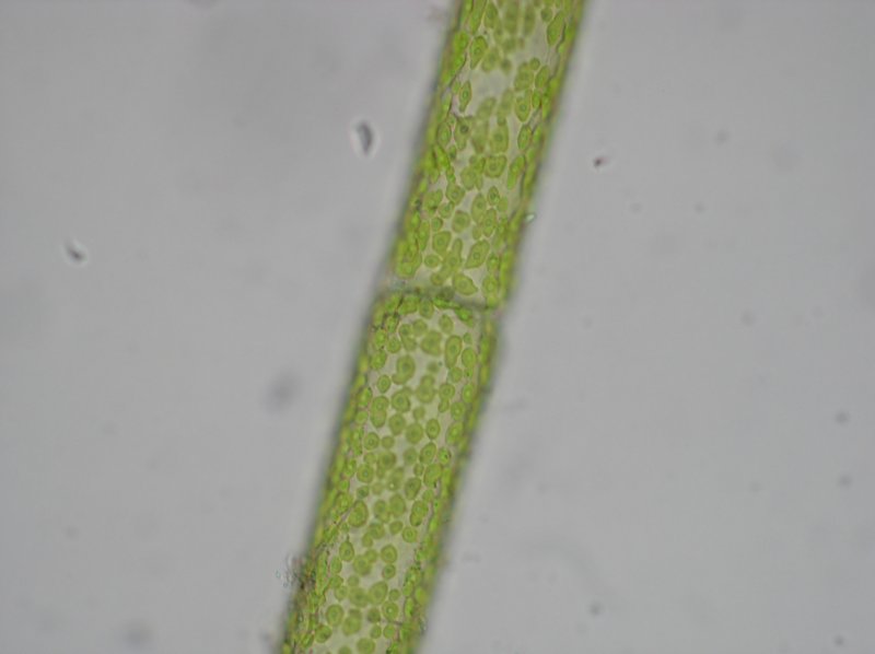 cladophorarupestris2.jpg