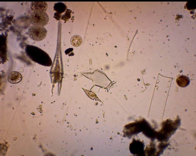 phytoplanktonflorawithceratiumfurcadinophysiscaudataoxytoxumsp.jpg