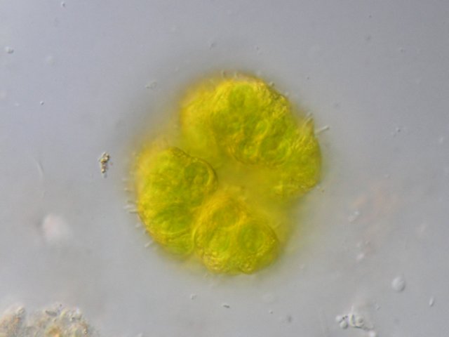 botryococcusbraunii.jpg