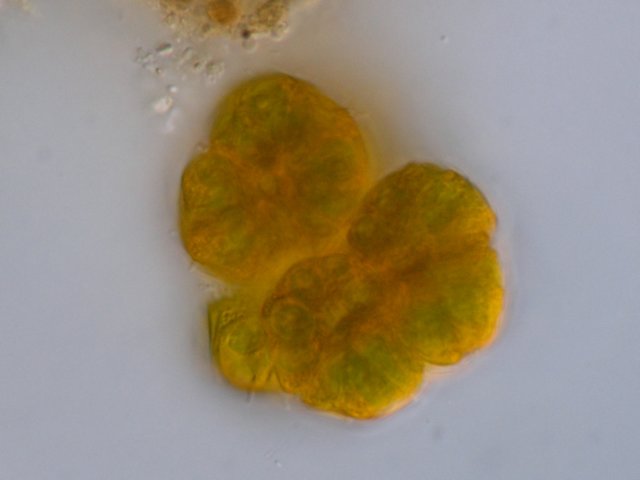 botryococcusbraunii2.jpg
