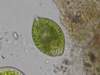 euglenasplendensasteroidnchloroplast_small.jpg