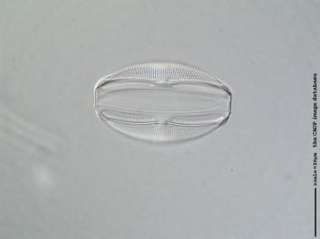 A131f.jpg