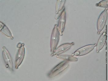 A433b.jpg