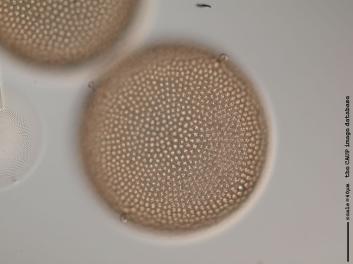 B217.4.JPG
