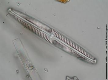 B429l.jpg