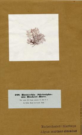Bostrychia_intricata.jpg