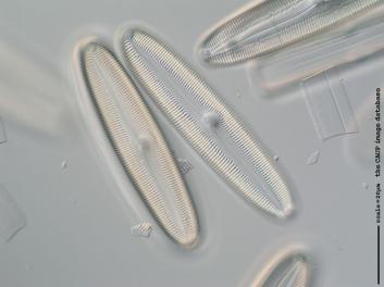 C101d.jpg