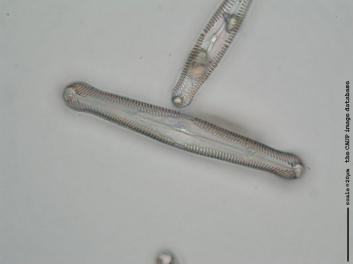 C109b.jpg