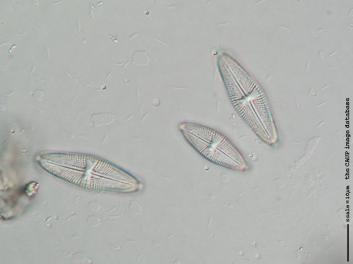 C125g.jpg