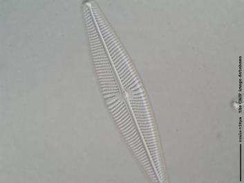 C128g.jpg