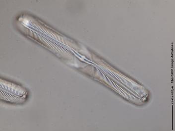 C206.5.JPG