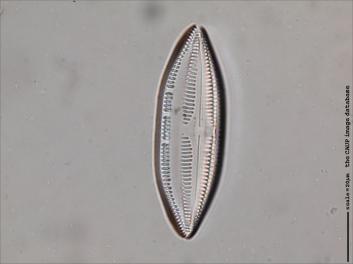C209.1-2.jpg