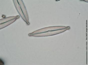 C210a.jpg