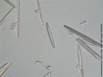 C217a.jpg