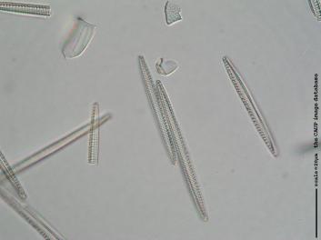 C217i.jpg