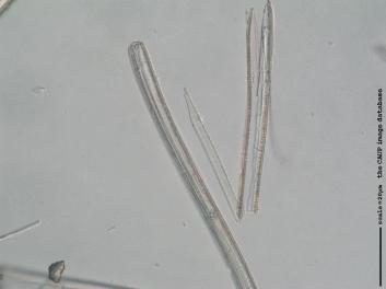 C221a.jpg