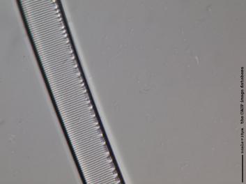 C222.5.JPG