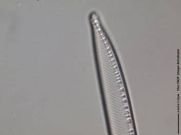 C222.8.JPG