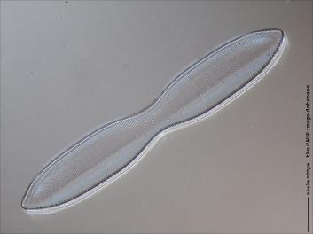 C223.1-4.jpg