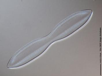 C223.1.JPG