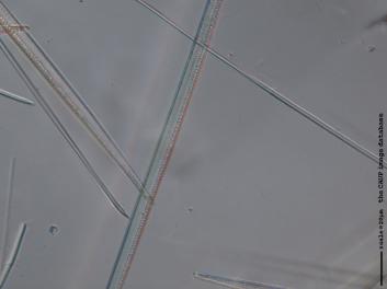 C225.3.JPG