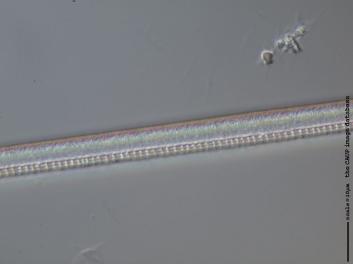C225.5.JPG