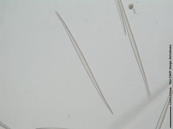 C226a.jpg