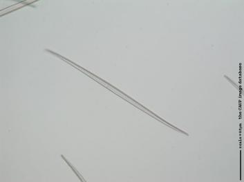 C226b.jpg