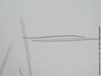 C226d.jpg