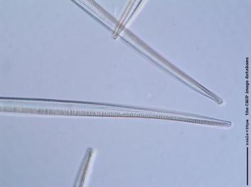 C226g.jpg