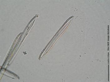 C227a.jpg