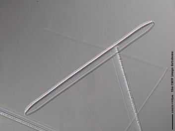 C228.1.JPG