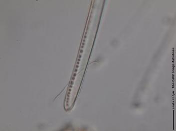 C232.3.JPG