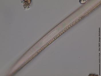 C235.4.JPG