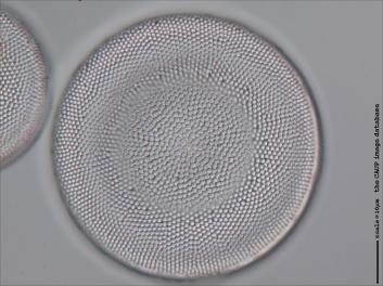 C305.2-5.jpg
