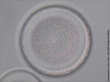 C305.6-8.jpg