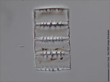 C309.1-2.jpg