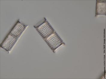 C325.3-5.jpg