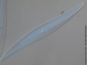 C423.1.JPG