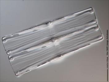 C424.3-6.jpg